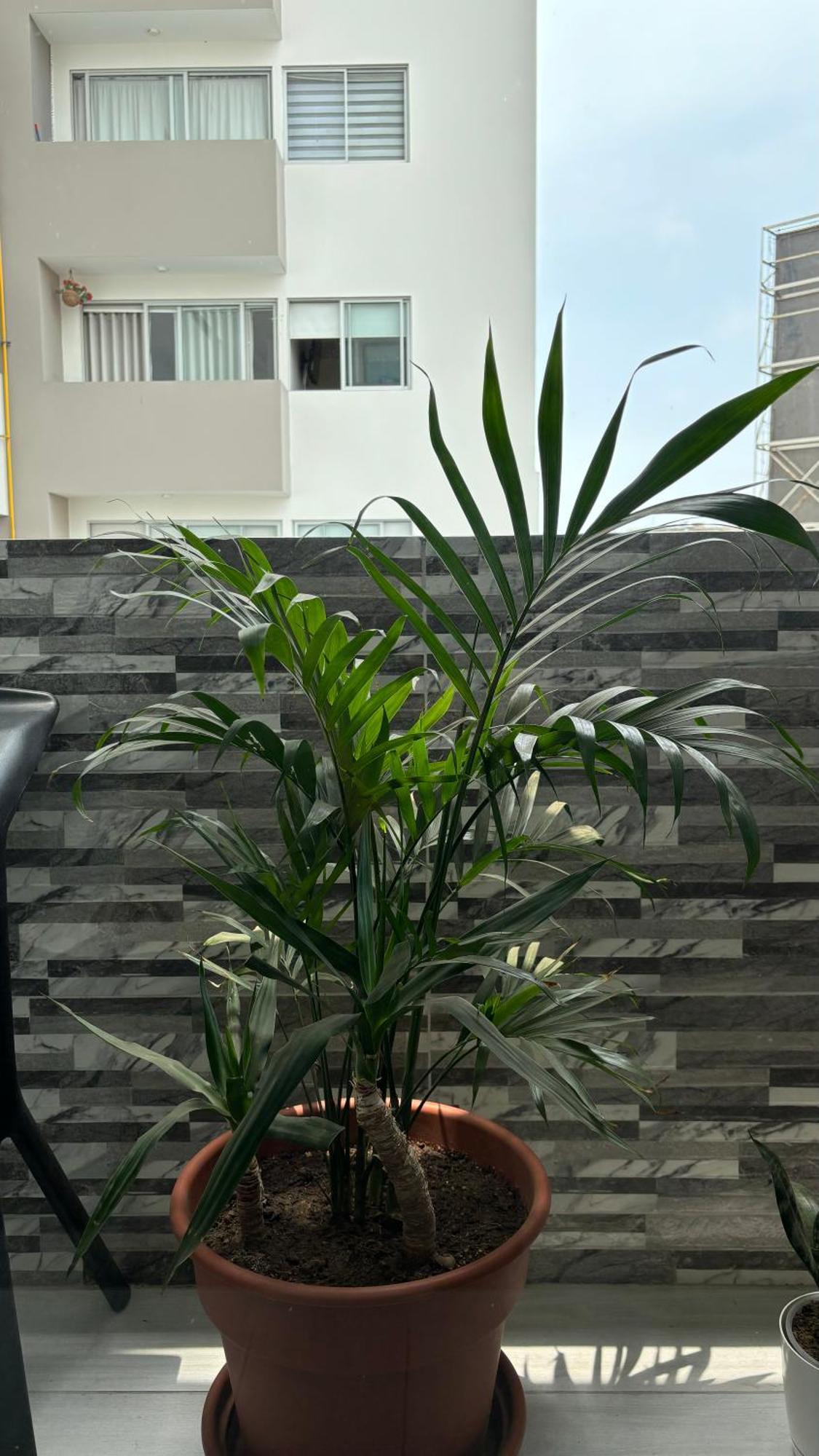 Departamento En Miraflores Con Surquillo ลิมา ภายนอก รูปภาพ